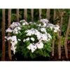 Høstfloks Phlox Paniculata 'White Eye Flame' 1 Liter Potte 2 Høstfloks Phlox Paniculata 'White Eye Flame' 1 Liter Potte -Planter Salgsbutik mi13225 phlox paniculata white eye flame 4212