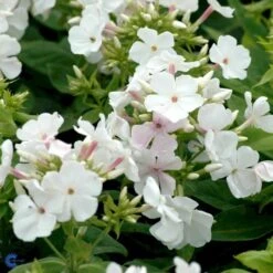 Høstfloks 'White Flame' Phlox Paniculata 'White Flame' 1 Liter Potte 7 Høstfloks 'White Flame' Phlox Paniculata 'White Flame' 1 Liter Potte -Planter Salgsbutik mi13226 phlox paniculata white flame 3a7d