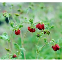 Rød Staudepotentil Potentilla Atrosanguinea Rot 1 Liter Potte -Planter Salgsbutik mi13375 potentilla atrosanguinea red 5807