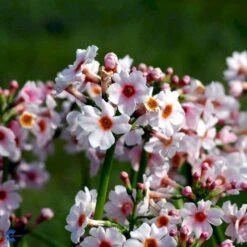 Japansk Primula Primula Japonica 'Apple Blossom' 1 Liter Potte