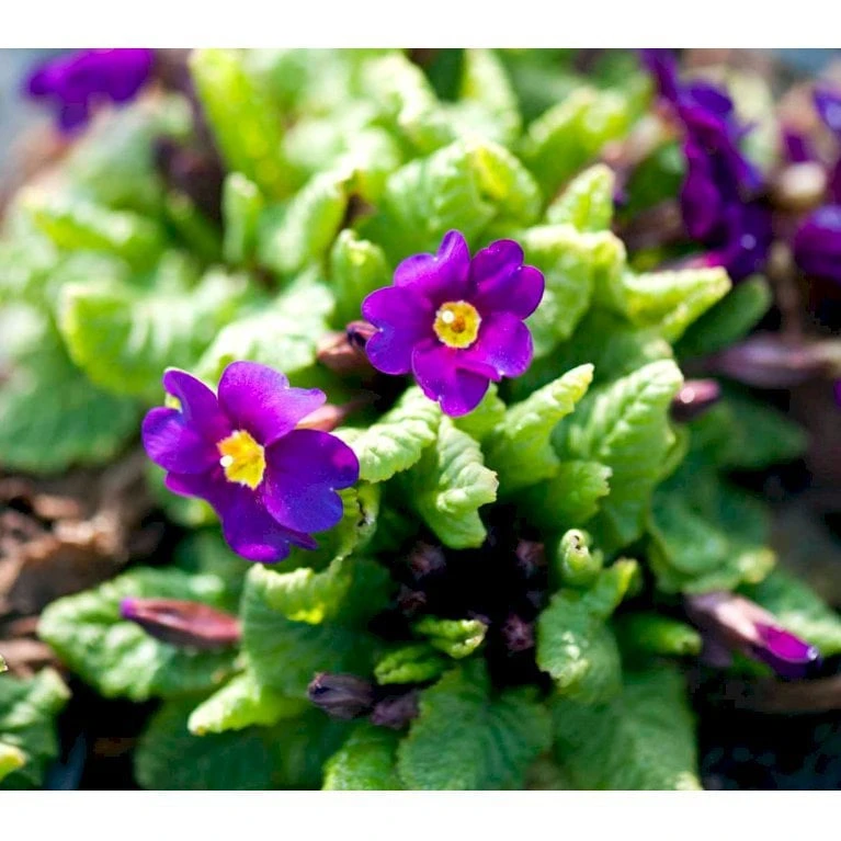 Pudeprimula Primula Juliae Hybrid 'Wanda' 1 Liter Potte 3 Pudeprimula Primula Juliae Hybrid 'Wanda' 1 Liter Potte