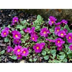 Pudeprimula Primula Juliae Hybrid 'Wanda' 1 Liter Potte 11 Pudeprimula Primula Juliae Hybrid 'Wanda' 1 Liter Potte -Planter Salgsbutik mi13451 primula juliae wanda 2188