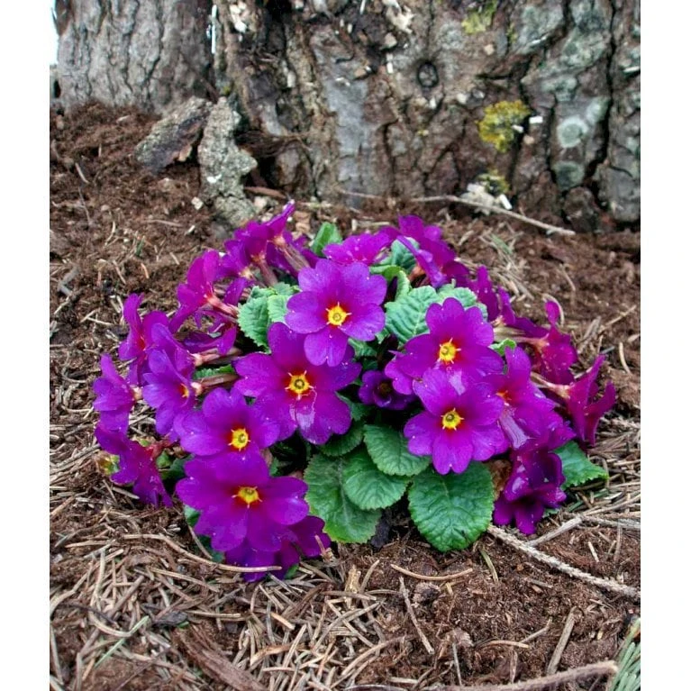 Pudeprimula Primula Juliae Hybrid 'Wanda' 1 Liter Potte 6 Pudeprimula Primula Juliae Hybrid 'Wanda' 1 Liter Potte - Image 4