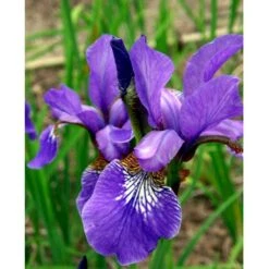 Sibirisk Iris 'Heavenly Blue' Iris Sibirica 'Heavenly Blue' 1 Liter Potte