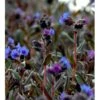 Plettet Lungeurt 'Blue Ensign' Pulmonaria Hybrid 'Blue Ensign' 1 Liter Potte 2 Plettet Lungeurt 'Blue Ensign' Pulmonaria Hybrid 'Blue Ensign' 1 Liter Potte -Planter Salgsbutik mi13515 pulmonaria blue ensing f03a