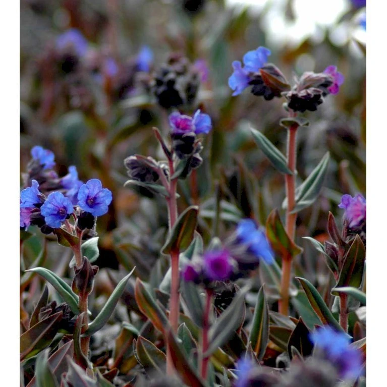 Plettet Lungeurt 'Blue Ensign' Pulmonaria Hybrid 'Blue Ensign' 1 Liter Potte 3 Plettet Lungeurt 'Blue Ensign' Pulmonaria Hybrid 'Blue Ensign' 1 Liter Potte