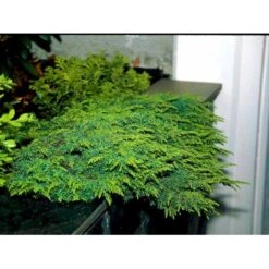 Almindelig Enebær 'Green Carpet' Juniperus Communis 'Green Carpet' Potte 2,0 Liter,- 20-25 Cm. 9 Almindelig Enebær 'Green Carpet' Juniperus Communis 'Green Carpet' Potte 2,0 Liter,- 20-25 Cm. -Planter Salgsbutik mi1368 juniperus communis green carpet 0f34