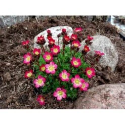 Mos-Stenbræk Saxifraga Arendsii-hybrid 'Peter Pan' 10 Cm. Potte 9 Mos-Stenbræk Saxifraga Arendsii-hybrid 'Peter Pan' 10 Cm. Potte -Planter Salgsbutik mi13737 saxifraga arendsii peter pan 4325