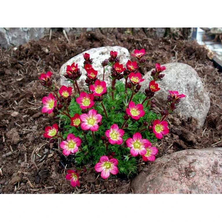 Mos-Stenbræk Saxifraga Arendsii-hybrid 'Peter Pan' 10 Cm. Potte 5 Mos-Stenbræk Saxifraga Arendsii-hybrid 'Peter Pan' 10 Cm. Potte - Image 3