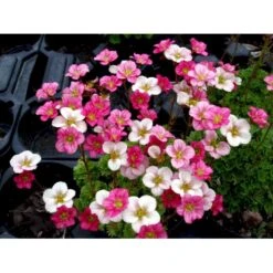 Mos-Stenbræk Saxifraga Arendsii-hybrid 'Peter Pan' 10 Cm. Potte 11 Mos-Stenbræk Saxifraga Arendsii-hybrid 'Peter Pan' 10 Cm. Potte -Planter Salgsbutik mi13737 saxifraga arendsii peter pan 4eea
