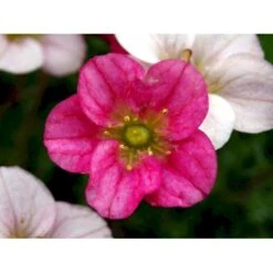 Mos-Stenbræk Saxifraga Arendsii-hybrid 'Peter Pan' 10 Cm. Potte 10 Mos-Stenbræk Saxifraga Arendsii-hybrid 'Peter Pan' 10 Cm. Potte -Planter Salgsbutik mi13737 saxifraga arendsii peter pan 4f92