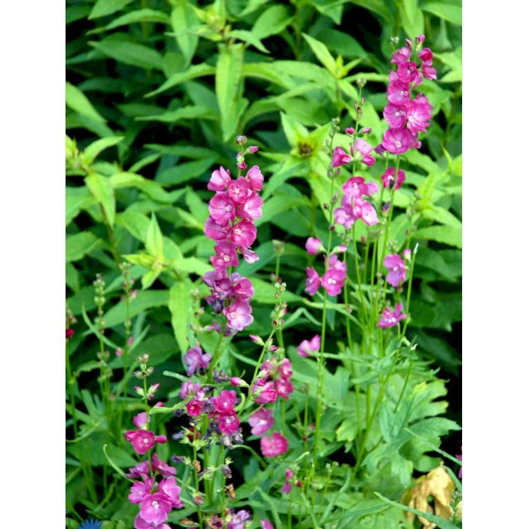 Silkekatost 'Brilliant' Sidalcea Oregana 'Brilliant' 1 Liter Potte 5 Silkekatost 'Brilliant' Sidalcea Oregana 'Brilliant' 1 Liter Potte - Image 3