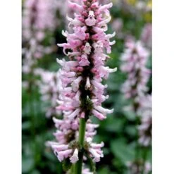 Betonie Stachys Monnieri 'Hummelo' 1 Liter Potte 7 Betonie Stachys Monnieri 'Hummelo' 1 Liter Potte -Planter Salgsbutik mi14090 stachys monnieri 7d22