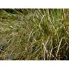 Sølvaksgræs Anemanthela Lessoniana (Stipa Arundinacea) 1 Liter Potte 2 Sølvaksgræs Anemanthela Lessoniana (Stipa Arundinacea) 1 Liter Potte -Planter Salgsbutik mi14098 stipa arundinacea 3ea9