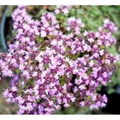 Lodden Timian Thymus Praecox Var. Pseudolanuginosus 10 Cm. Potte 9 Lodden Timian Thymus Praecox Var. Pseudolanuginosus 10 Cm. Potte -Planter Salgsbutik mi14163 thymus pra var pseudolanuginosus a94a