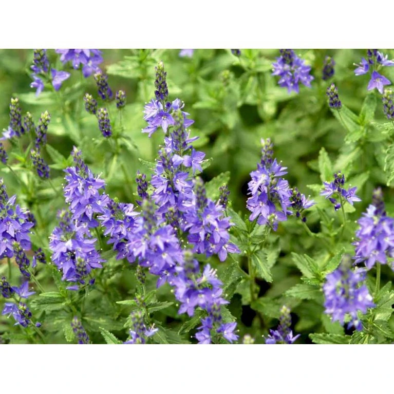 Bredbladet Ærenpris Veronica Austrica 'True Blue' 1 Liter Potte 7 Bredbladet Ærenpris Veronica Austrica 'True Blue' 1 Liter Potte - Image 5