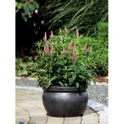 Ærenpris Veronica 'First Love' 1 Liter Potte