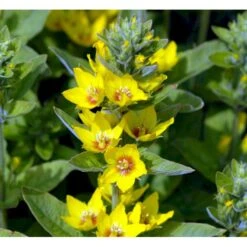 Prikbladet Fredløs Lysimachia Punctata 1 Liter Potte 12 Prikbladet Fredløs Lysimachia Punctata 1 Liter Potte -Planter Salgsbutik mi1494 lysimachia punctata 4c6d