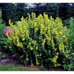 Prikbladet Fredløs Lysimachia Punctata 1 Liter Potte 17 Prikbladet Fredløs Lysimachia Punctata 1 Liter Potte -Planter Salgsbutik mi1494 lysimachia punctata d3df