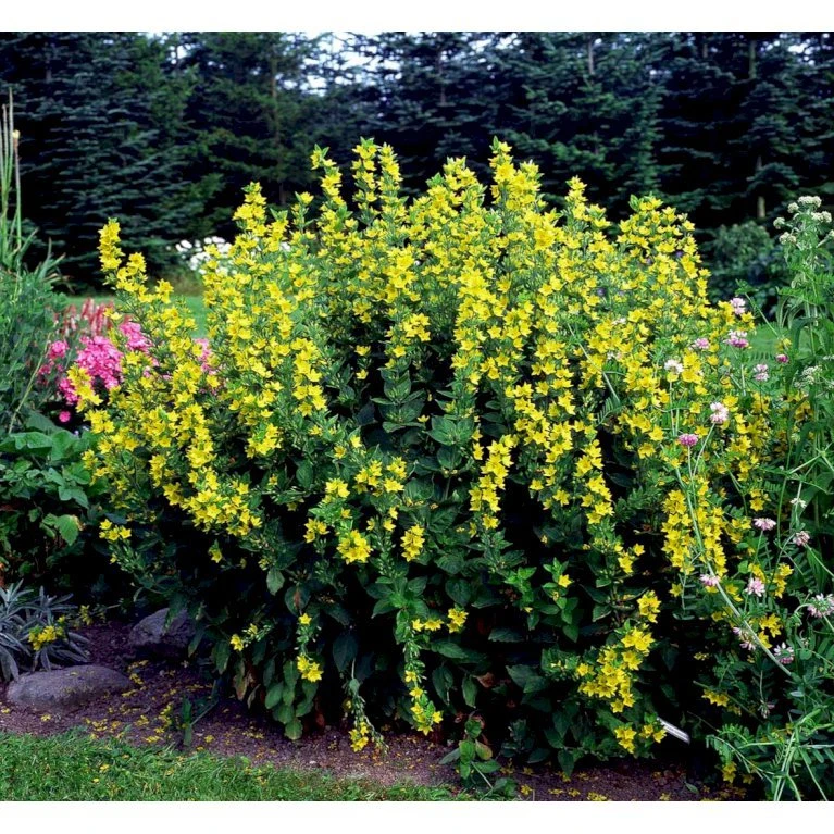 Prikbladet Fredløs Lysimachia Punctata 1 Liter Potte 10 Prikbladet Fredløs Lysimachia Punctata 1 Liter Potte - Image 8