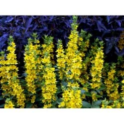 Prikbladet Fredløs Lysimachia Punctata 1 Liter Potte 16 Prikbladet Fredløs Lysimachia Punctata 1 Liter Potte -Planter Salgsbutik mi1494 lysimachia punctata e021