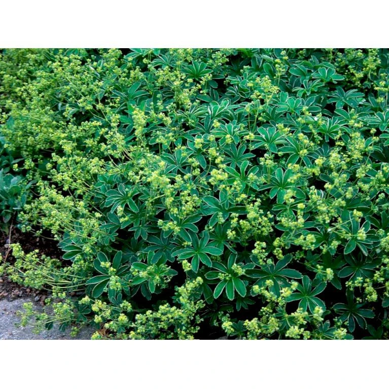 Bjerg-Løvefod Alchemilla Alpina 10 Cm. Potte 3 Bjerg-Løvefod Alchemilla Alpina 10 Cm. Potte