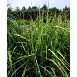 Zebragræs 'Strictus' Miscanthus Sinensis 'Strictus' Potte 2 Liter. 9 Zebragræs 'Strictus' Miscanthus Sinensis 'Strictus' Potte 2 Liter. -Planter Salgsbutik mi1579 miscanthus sinensis strictus 3167