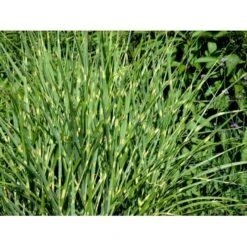 Zebragræs 'Strictus' Miscanthus Sinensis 'Strictus' Potte 2 Liter. 10 Zebragræs 'Strictus' Miscanthus Sinensis 'Strictus' Potte 2 Liter. -Planter Salgsbutik mi1579 miscanthus sinensis strictus a67a