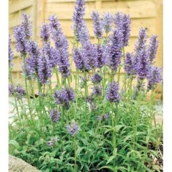 Aks-Blåkant Nepeta Nervosa 1 Liter Potte