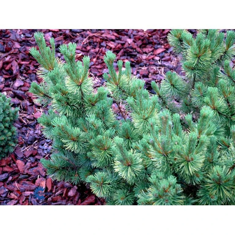 Bjergfyr 'Ophir' Pinus Mugo 'Ophir' (dværgform) Potte 5,0 Liter,- 30-40 Cm. 3 Bjergfyr 'Ophir' Pinus Mugo 'Ophir' (dværgform) Potte 5,0 Liter,- 30-40 Cm.