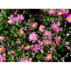 Høstanemone 'Pamina' Anemone Japonica 'Pamina' 1 Liter Potte -Planter Salgsbutik mi183 anemone x hybrida pamina 9442