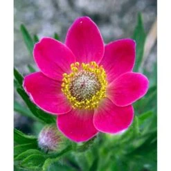 Anemone 'Rubra' Anemone Multifida 'Rubra' 1 Liter Potte 7 Anemone 'Rubra' Anemone Multifida 'Rubra' 1 Liter Potte -Planter Salgsbutik mi184 anemone multifida rubra 2aa2
