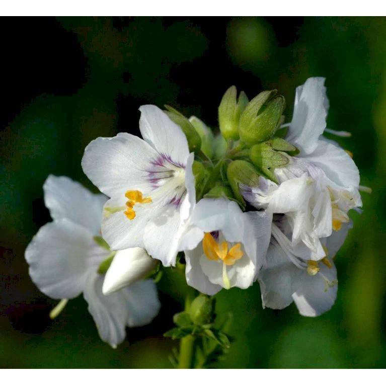Jakobsstige Polemonium Caeruleum 'Album' 1 Liter Potte 3 Jakobsstige Polemonium Caeruleum 'Album' 1 Liter Potte