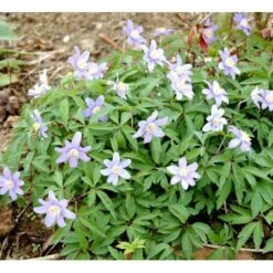 Blå Skovanemone 'Robinsoniana' Anemone Nemorosa 'Robinsoniana' 10 Cm. Potte
