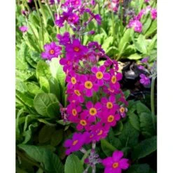 Etageprimula Primula Beesiana 1 Liter Potte -Planter Salgsbutik mi1920 primula beesiana 23cb