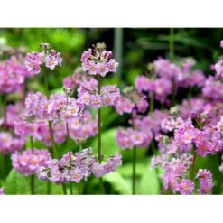 Etageprimula Primula Beesiana 1 Liter Potte -Planter Salgsbutik mi1920 primula beesiana c590