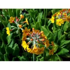 Etageprimula Primula Bulleyana 1 Liter Potte -Planter Salgsbutik mi1921 primula bulleyana 1da5