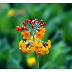 Etageprimula Primula Bulleyana 1 Liter Potte -Planter Salgsbutik mi1921 primula bulleyana 60af