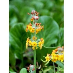 Etageprimula Primula Bulleyana 1 Liter Potte -Planter Salgsbutik mi1921 primula bulleyana 7594