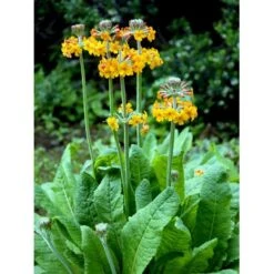 Etageprimula Primula Bulleyana 1 Liter Potte -Planter Salgsbutik mi1921 primula bulleyana 9166