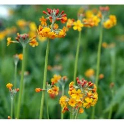 Etageprimula Primula Bulleyana 1 Liter Potte -Planter Salgsbutik mi1921 primula bulleyana ab47