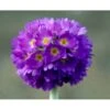 Kugleprimula Primula Denticulata 1 Liter Potte 1 Kugleprimula Primula Denticulata 1 Liter Potte -Planter Salgsbutik mi1925 primula denticulata b8c0
