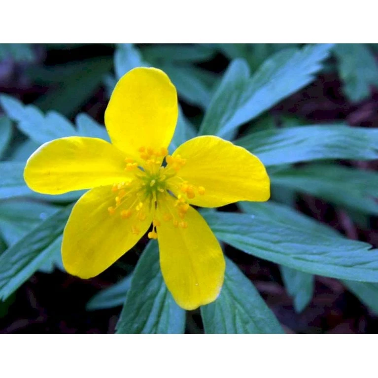 Gul Anemone Anemone Ranunculoides 10 Cm. Potte 6 Gul Anemone Anemone Ranunculoides 10 Cm. Potte - Image 4