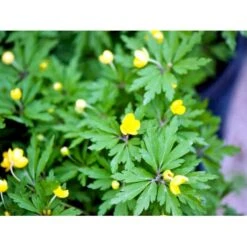 Gul Anemone Anemone Ranunculoides 10 Cm. Potte 8 Gul Anemone Anemone Ranunculoides 10 Cm. Potte -Planter Salgsbutik mi194 anemone ranunculoides 98d9