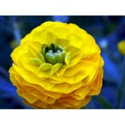 Guldknap Ranunculus Acris 'Multiplex' 1 Liter Potte 9 Guldknap Ranunculus Acris 'Multiplex' 1 Liter Potte -Planter Salgsbutik mi2131 ranunculus acris multiplex 0035