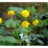 Guldknap Ranunculus Acris 'Multiplex' 1 Liter Potte 2 Guldknap Ranunculus Acris 'Multiplex' 1 Liter Potte -Planter Salgsbutik mi2131 ranunculus acris multiplex 61c9