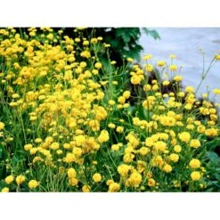 Guldknap Ranunculus Acris 'Multiplex' 1 Liter Potte 11 Guldknap Ranunculus Acris 'Multiplex' 1 Liter Potte -Planter Salgsbutik mi2131 ranunculus acris multiplex 61e2
