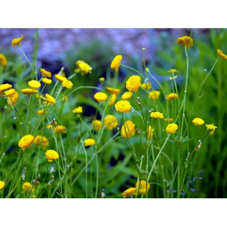 Guldknap Ranunculus Acris 'Multiplex' 1 Liter Potte 6 Guldknap Ranunculus Acris 'Multiplex' 1 Liter Potte - Image 4