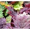 Prydrabarber Rheum Palmatum Var. Tanguticum 1 Liter Potte 2 Prydrabarber Rheum Palmatum Var. Tanguticum 1 Liter Potte -Planter Salgsbutik mi2138 rheum palmatum var tanguticum c0b5