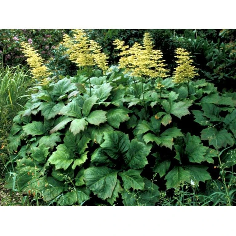 Kastanjebladet Bronzeblad Rodgersia Aesculifolia 1 Liter Potte 6 Kastanjebladet Bronzeblad Rodgersia Aesculifolia 1 Liter Potte - Image 4